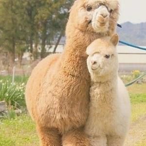 Meet your Posher, Yi